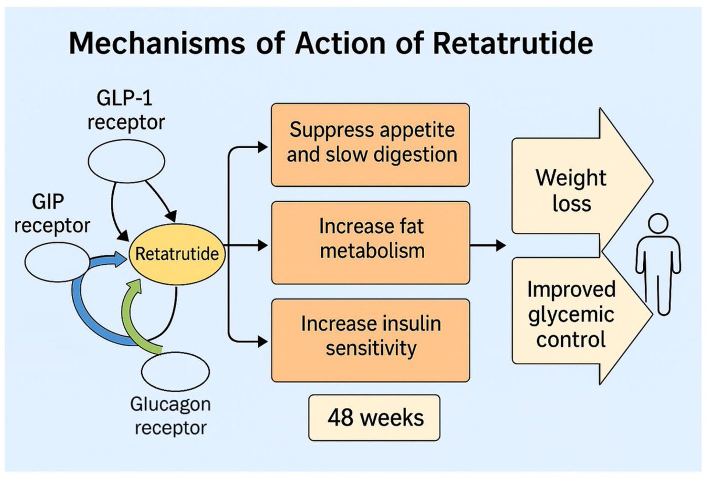 Retatrutide hits three receptors, GLP-1, GIP and glucagon, which suppress appetite, raise fat metabolism and improve insulin sensitivity, driving weight loss and better blood sugar